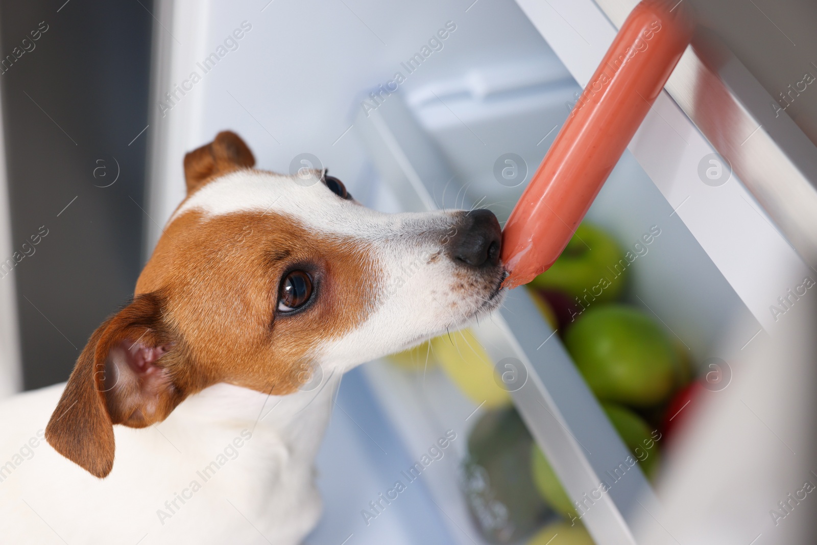 Photo of Cute Jack Russell Terrier stealing sausages from refrigerator