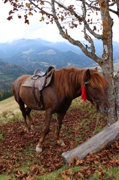 Photo of Horse with bridle near tree in mountains