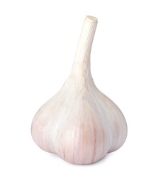 Photo of Fresh organic garlic bulb on white background