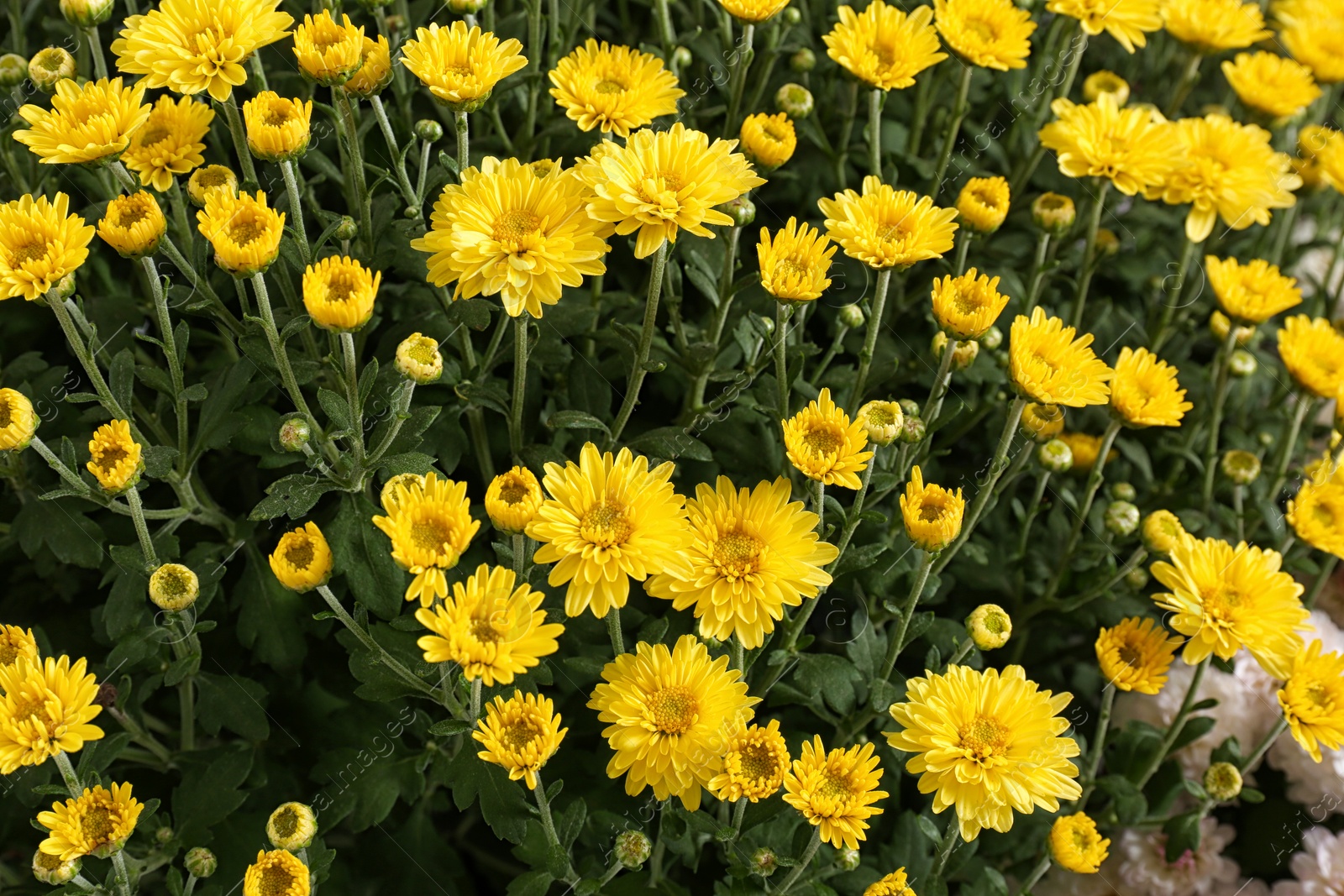 Photo of Beautiful colorful chrysanthemum flowers with leaves as background