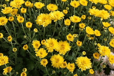 Beautiful colorful chrysanthemum flowers with leaves as background