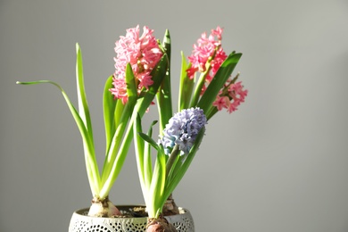 Photo of Blooming spring hyacinth flowers on color background. Space for text