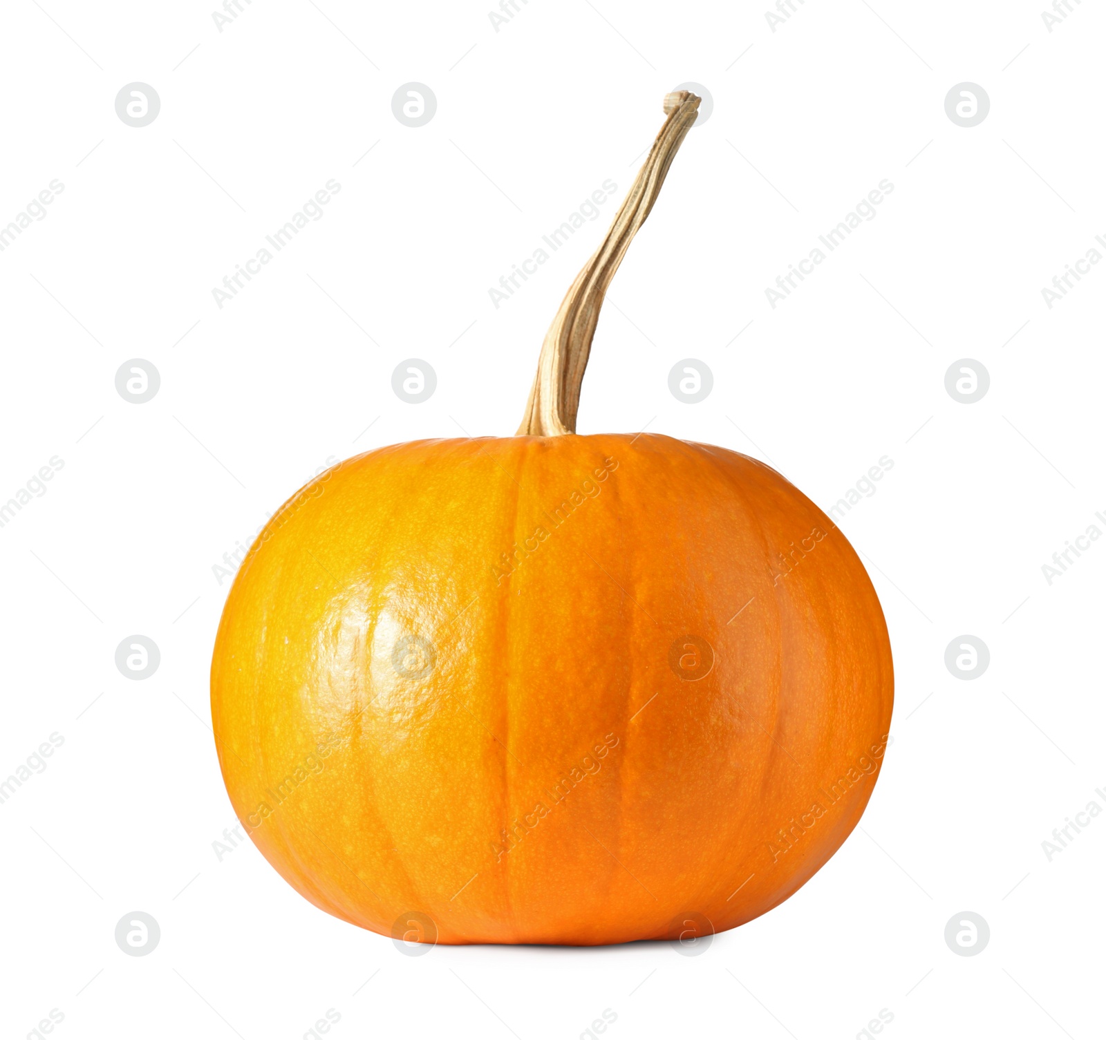 Photo of One fresh orange pumpkin isolated on white