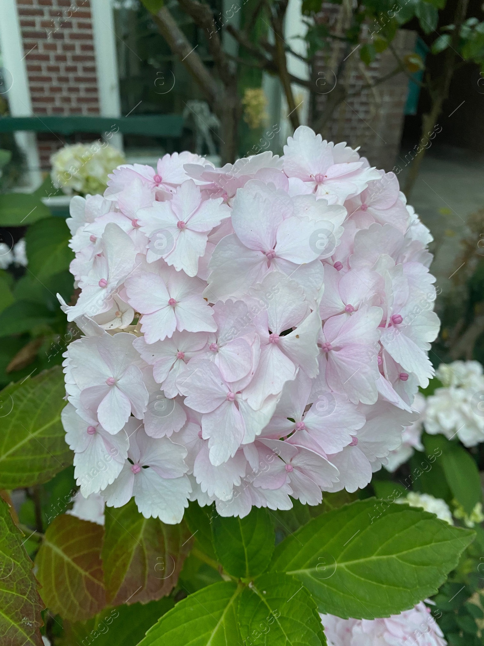 Photo of Beautiful blooming hydrangea bush near brick house, closeup