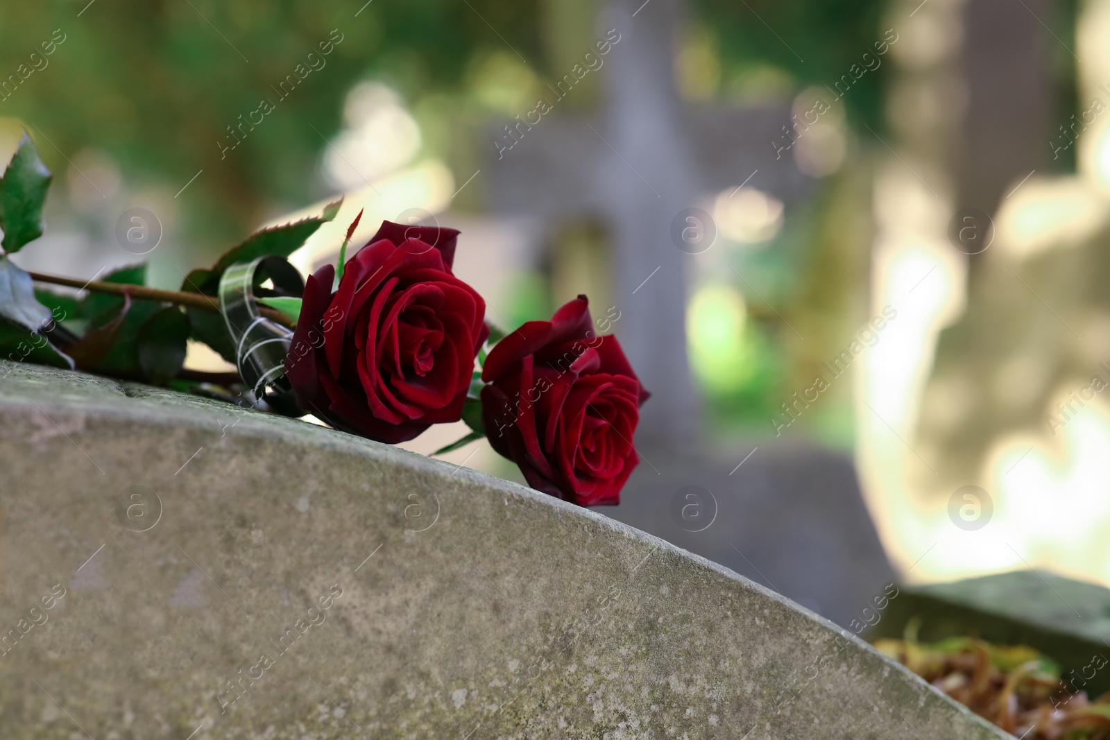 Photo of Red roses on grey tombstone outdoors on sunny day, space for text. Funeral ceremony