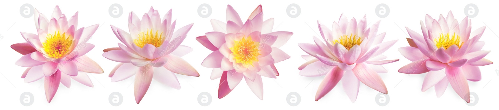 Image of Set of beautiful lotus flowers on white background. Banner design 