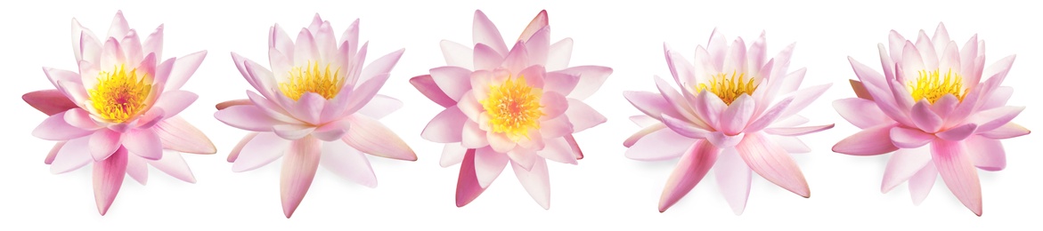 Set of beautiful lotus flowers on white background. Banner design 