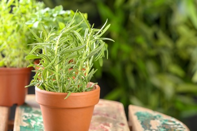 Photo of Pot with fresh rosemary against blurred background