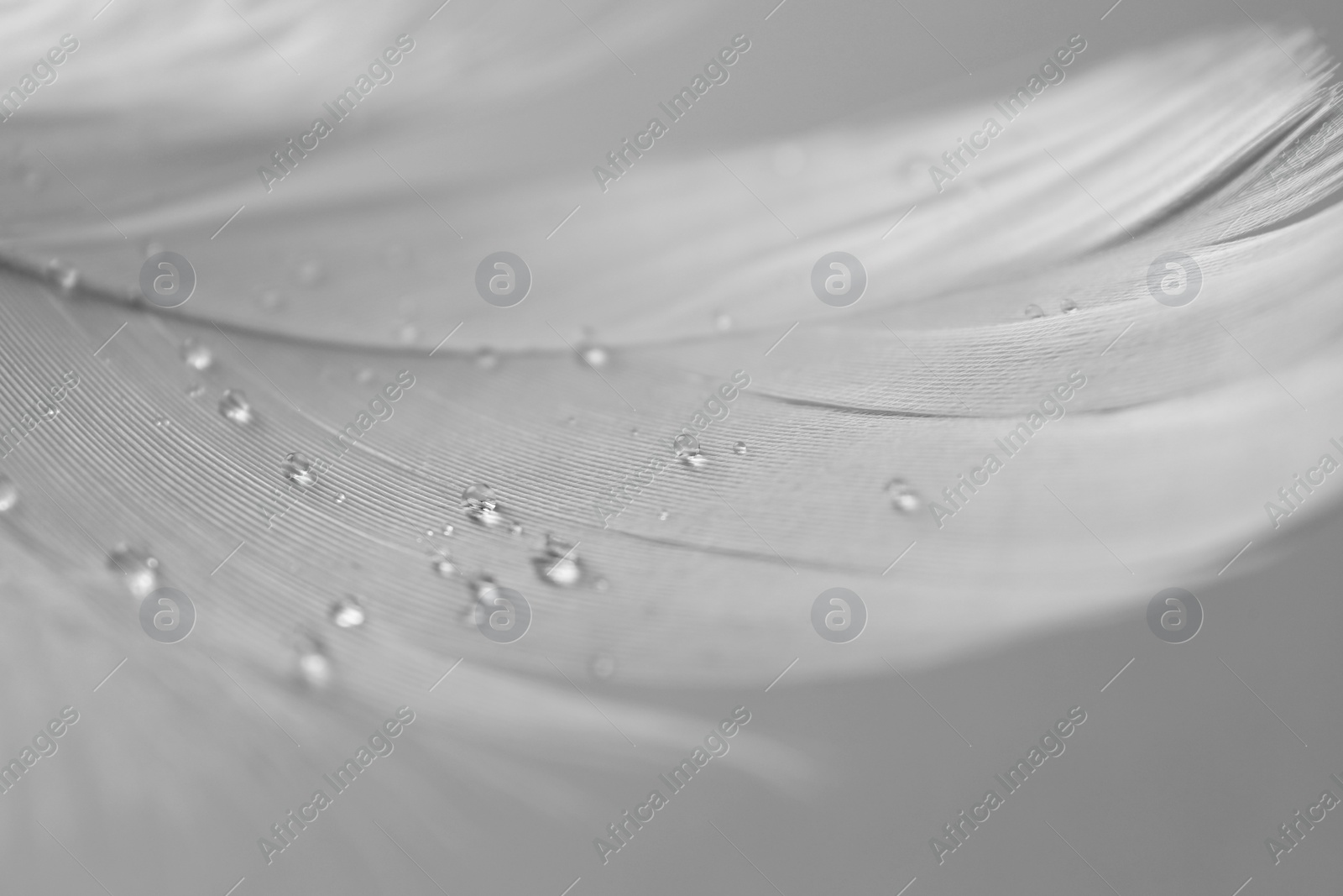 Photo of Fluffy white feather with water drops on light background, closeup