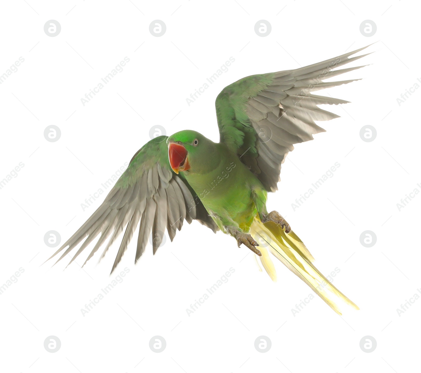 Photo of Beautiful Alexandrine parakeet flying isolated on white