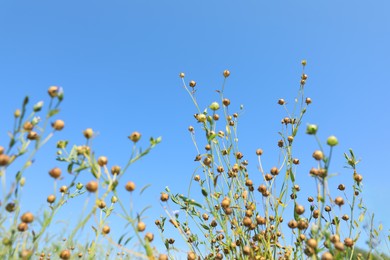 Photo of Beautiful flax plants with dry capsules against blue sky, low angle view