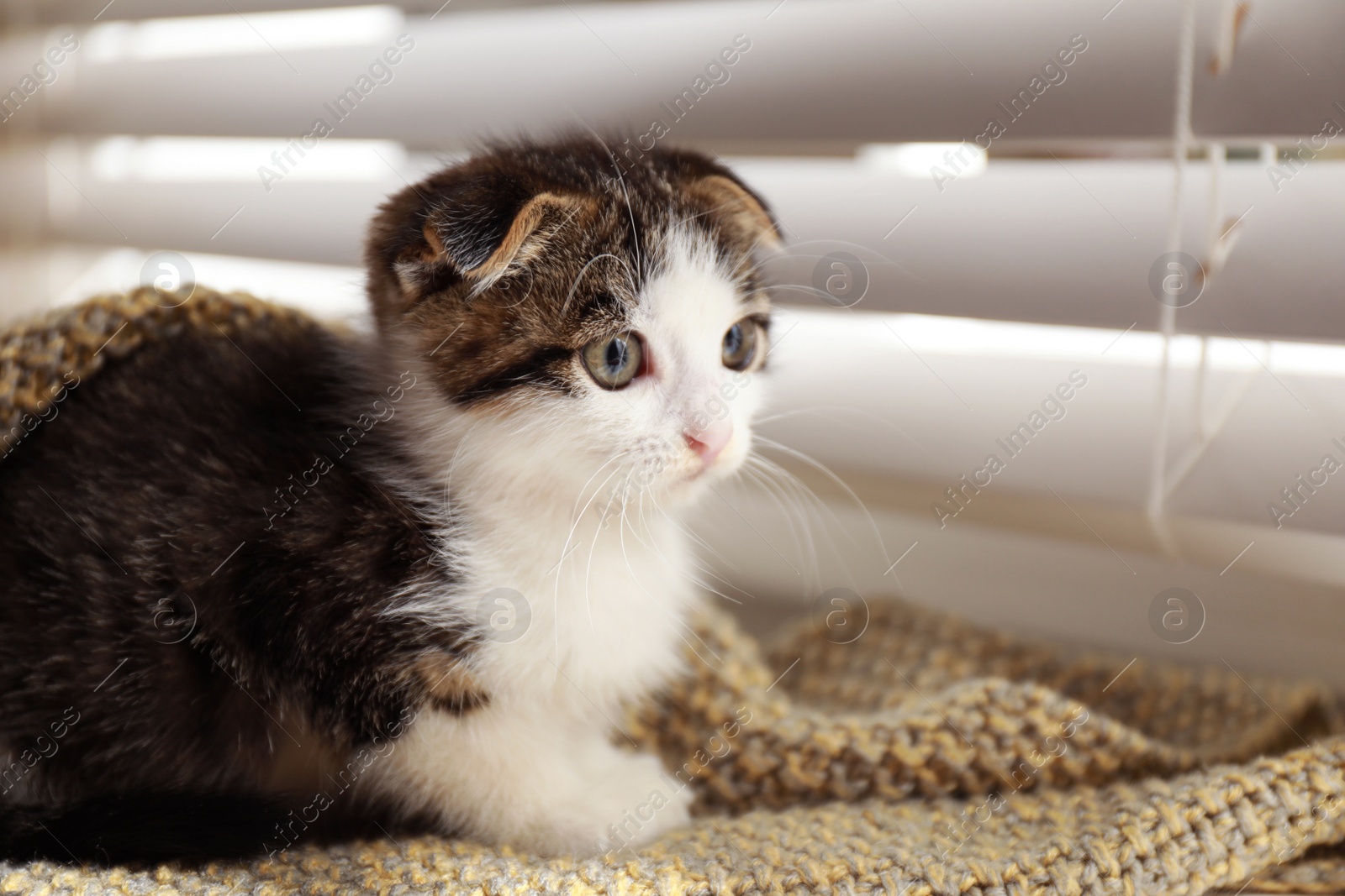 Photo of Adorable little kitten on blanket near window indoors, closeup