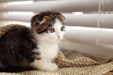 Adorable little kitten on blanket near window indoors, closeup