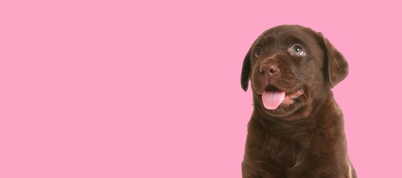 Image of Happy dog. Cute chocolate Labrador Retriever puppy smiling on pink background, space for text. Banner design