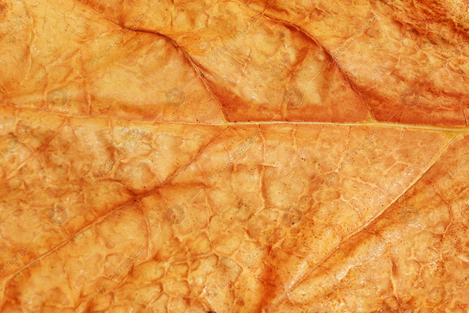 Photo of Texture of orange autumn leaf as background, closeup