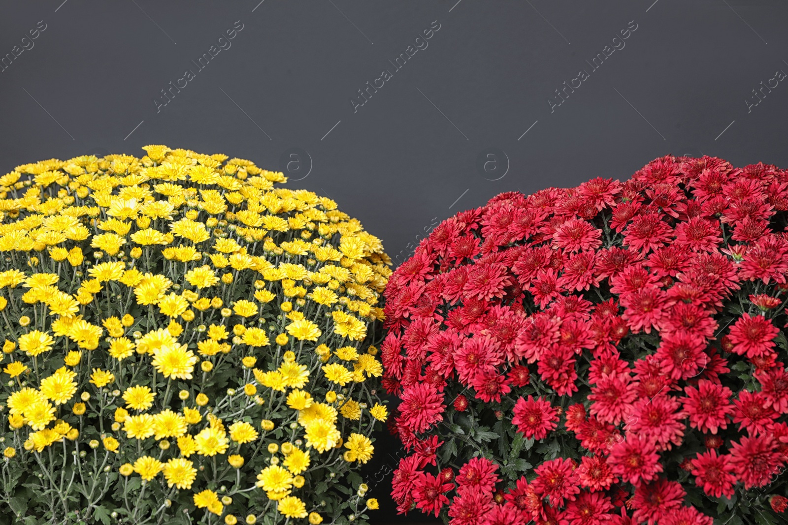 Photo of Beautiful fresh chrysanthemum flowers on dark grey background