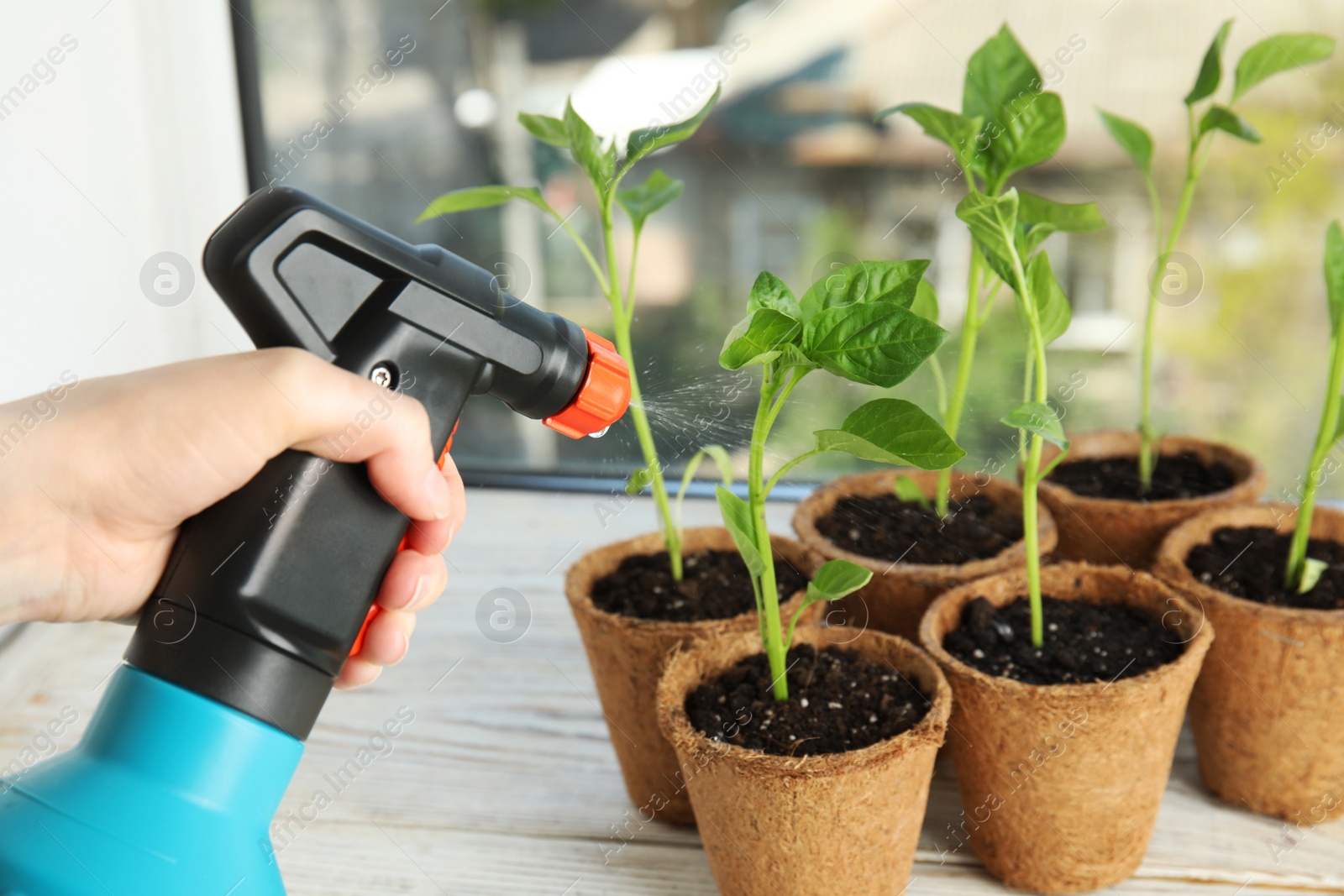 Photo of Woman spraying vegetable seedlings on wooden window sill, closeup