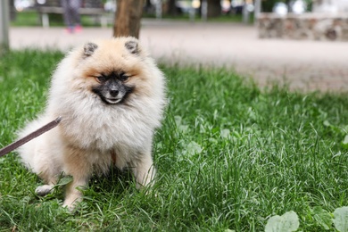 Photo of Adorable Pomeranian spitz dog on green grass outdoors. Space for text