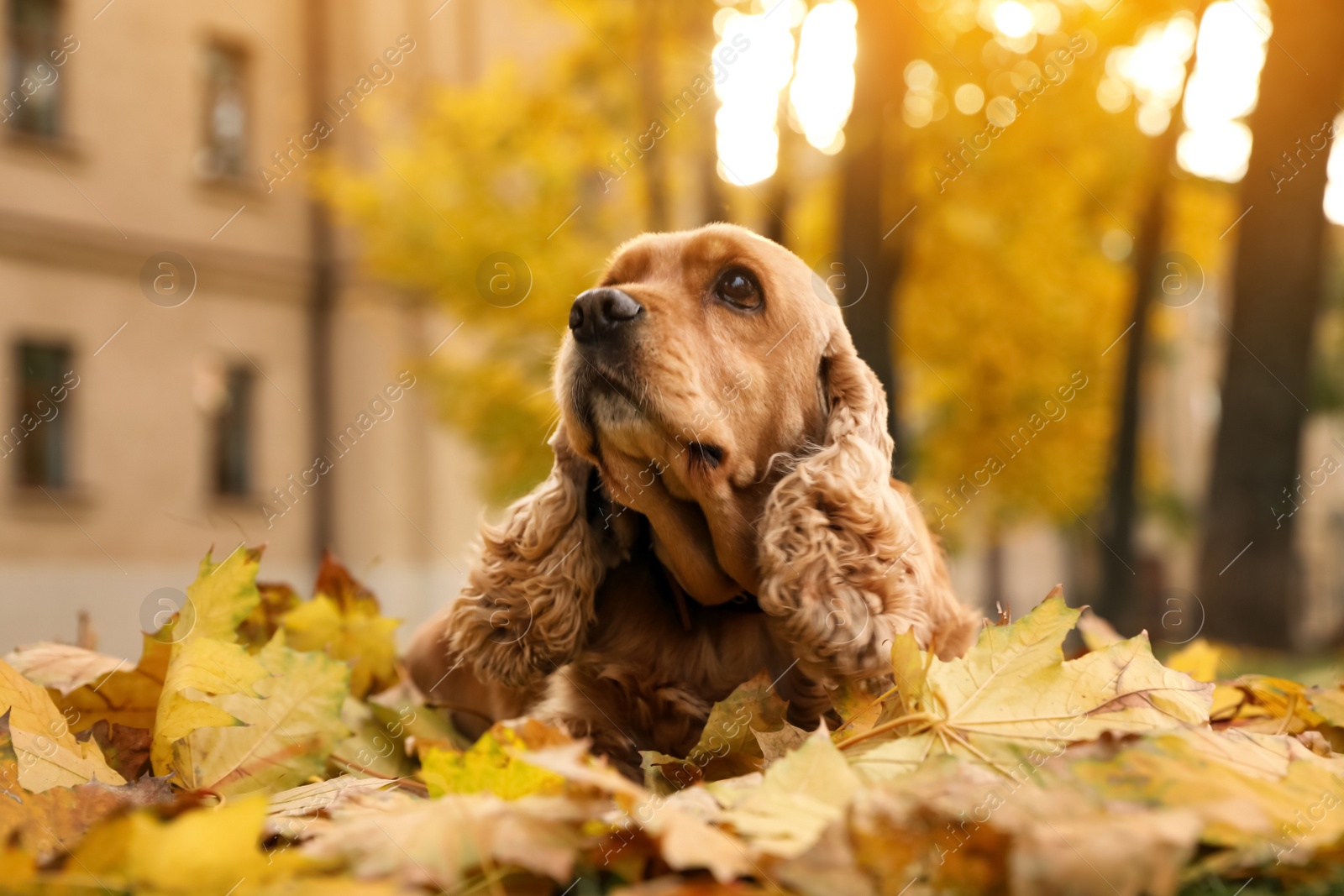 Photo of Cute Cocker Spaniel in park on autumn day