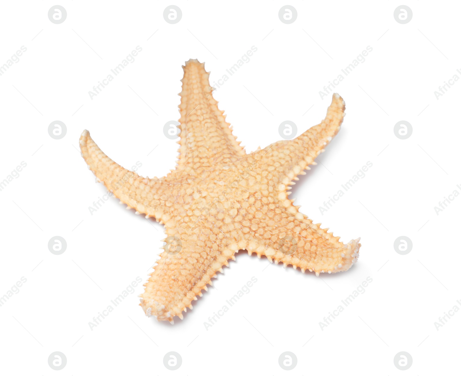 Photo of Beautiful sea star isolated on white. Beach object