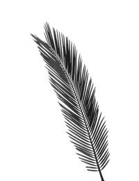 Image of Beautiful tropical Sago palm leaf on white background. Black and white tone