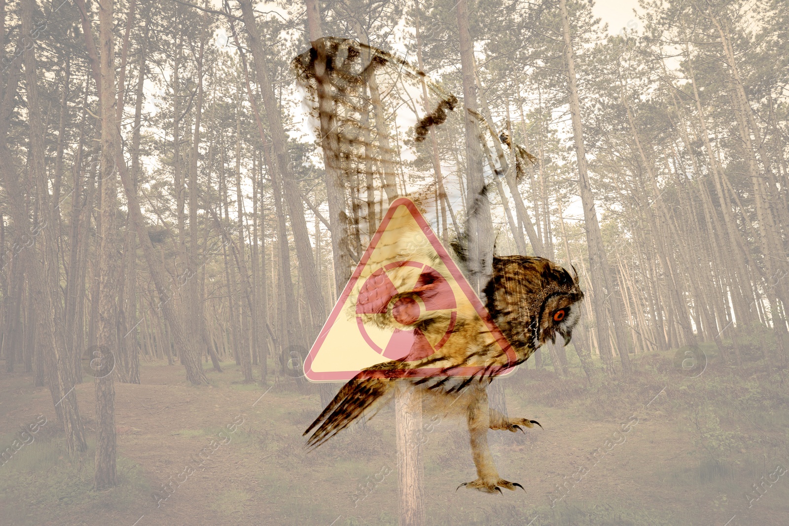 Image of Double exposure of owl and forest with hazard sign. Radioactive pollution