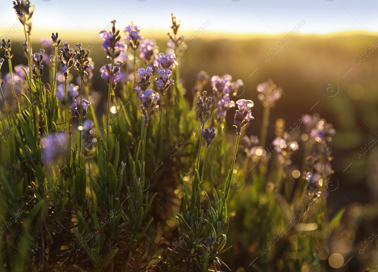 Photo of Beautiful lavender flowers in field on sunny day