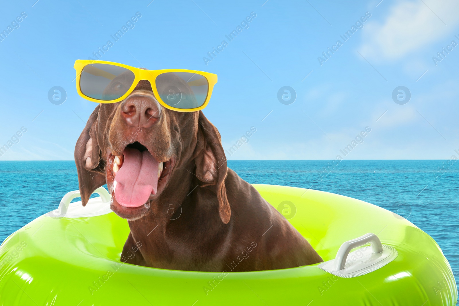 Image of Cute funny dog with sunglasses in inflatable ring at pet friendly beach