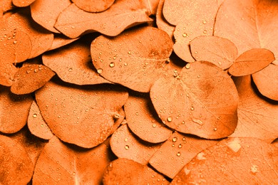 Image of Beautiful eucalyptus leaves with water drops as background. Toned in orange