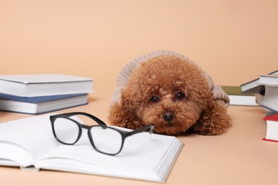 Photo of Cute Maltipoo dog in knitted sweater surrounded by many books on beige background