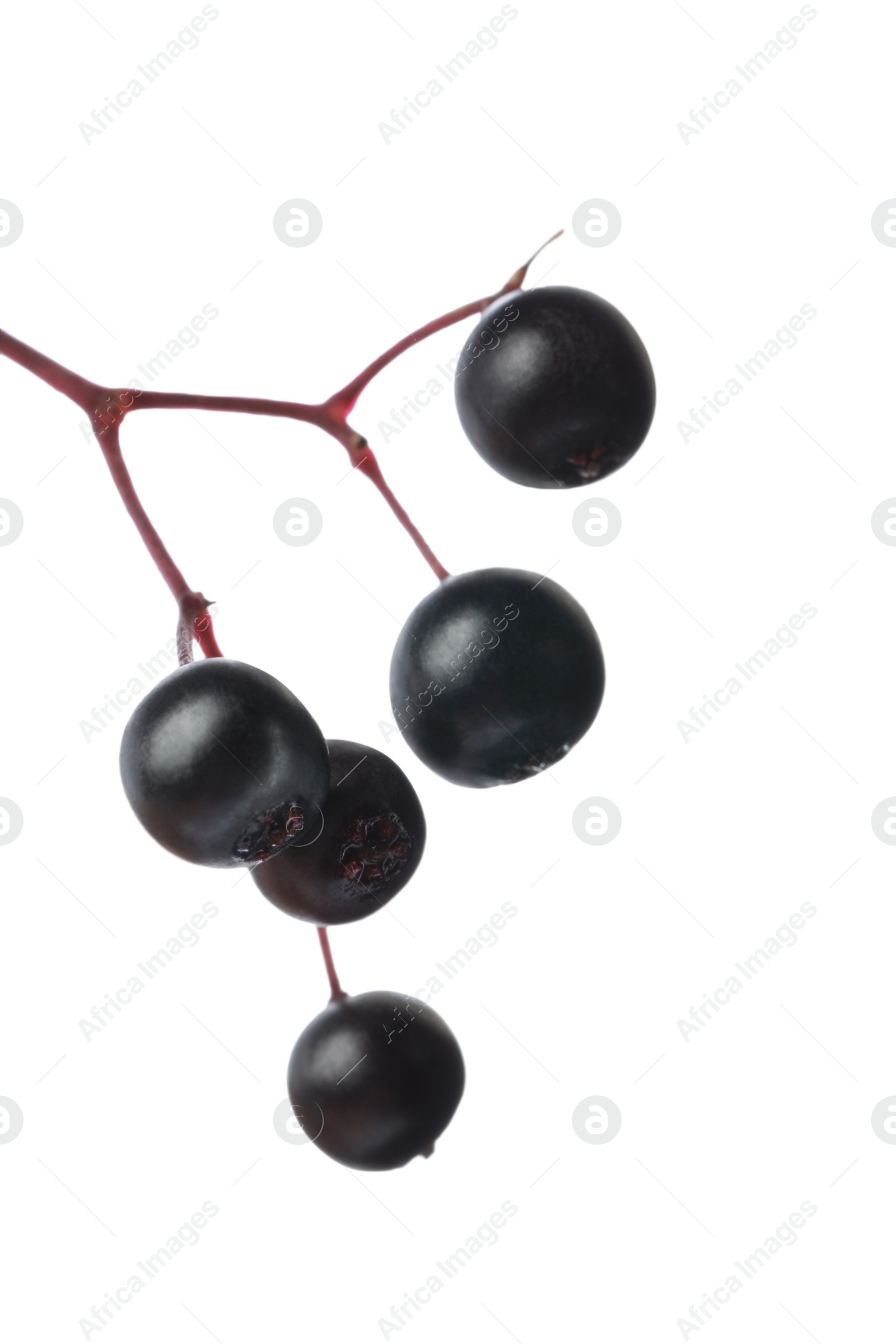 Photo of Delicious ripe black elderberries isolated on white