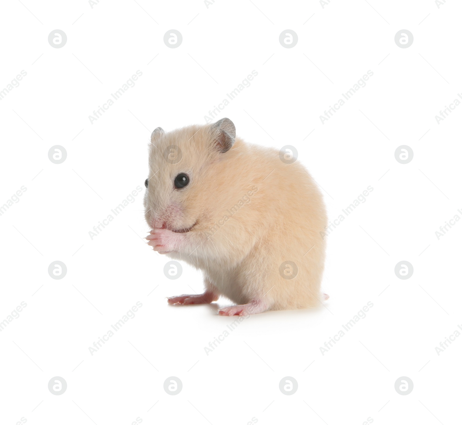 Photo of Adorable Syrian hamster on white background. Small pet