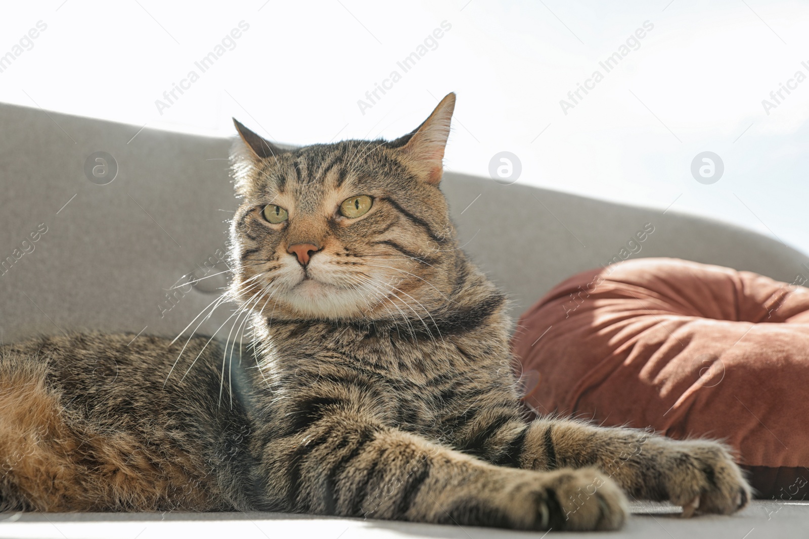 Photo of Cute striped cat lying on cozy sofa indoors