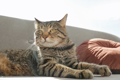 Photo of Cute striped cat lying on cozy sofa indoors