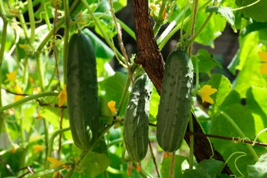 Photo of Cucumbers growing on bush near fence in garden, closeup