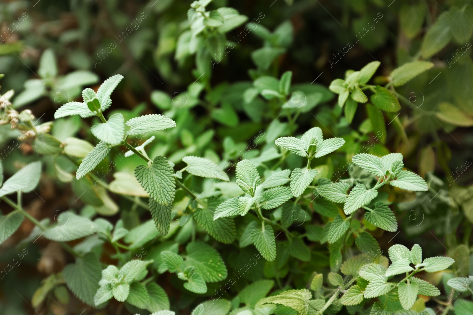 Photo of Beautiful melissa with lush green leaves growing outdoors