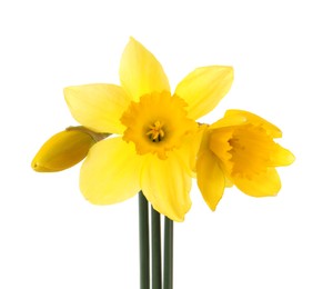 Photo of Beautiful blooming yellow daffodils on white background
