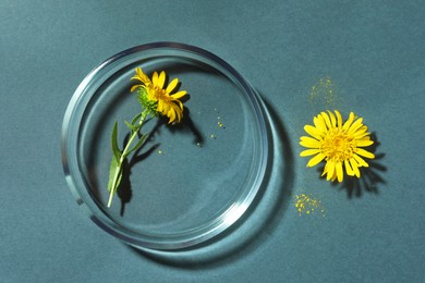Petri dish with flowers on dark grey background, top view