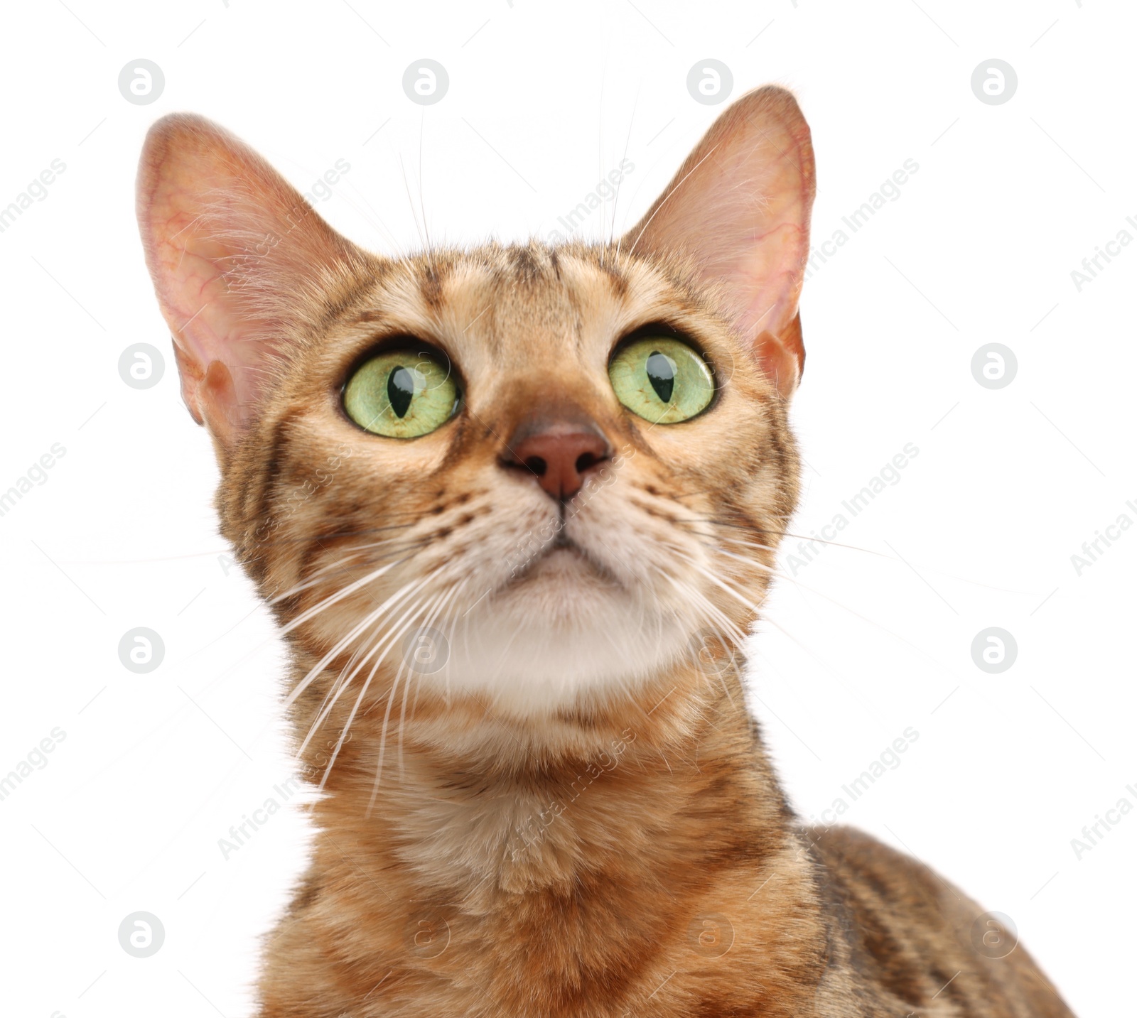 Photo of Cute Bengal cat on white background. Adorable pet