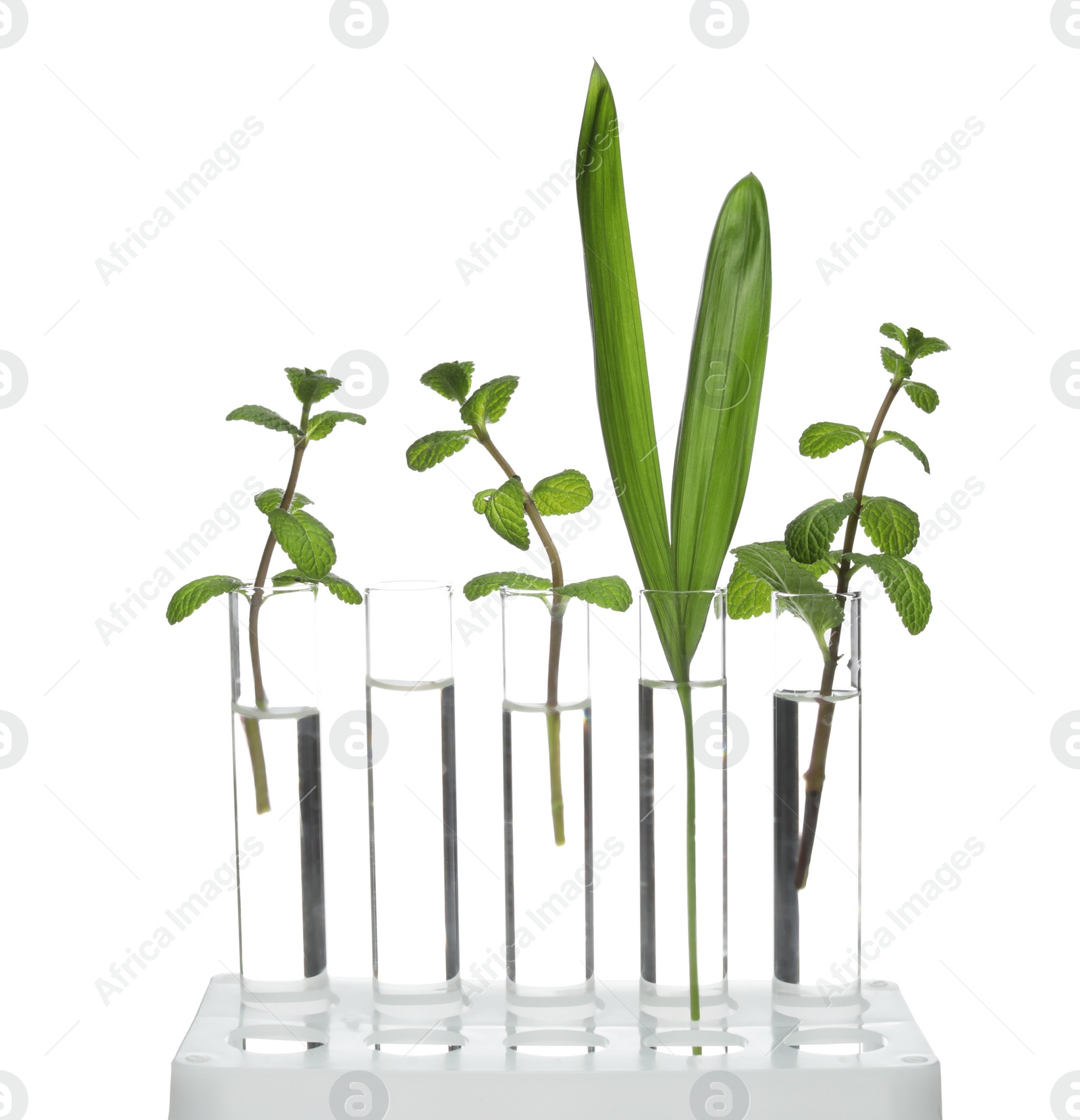 Photo of Rack with plants in test tubes isolated on white. Organic chemistry