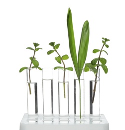 Rack with plants in test tubes isolated on white. Organic chemistry