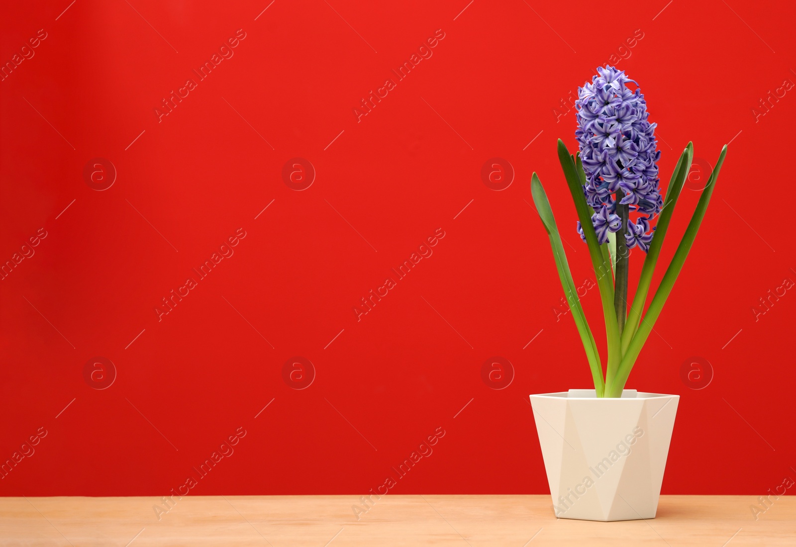 Photo of Beautiful hyacinth in pot on table against color background, space for text. Spring flower