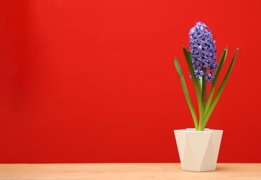 Photo of Beautiful hyacinth in pot on table against color background, space for text. Spring flower