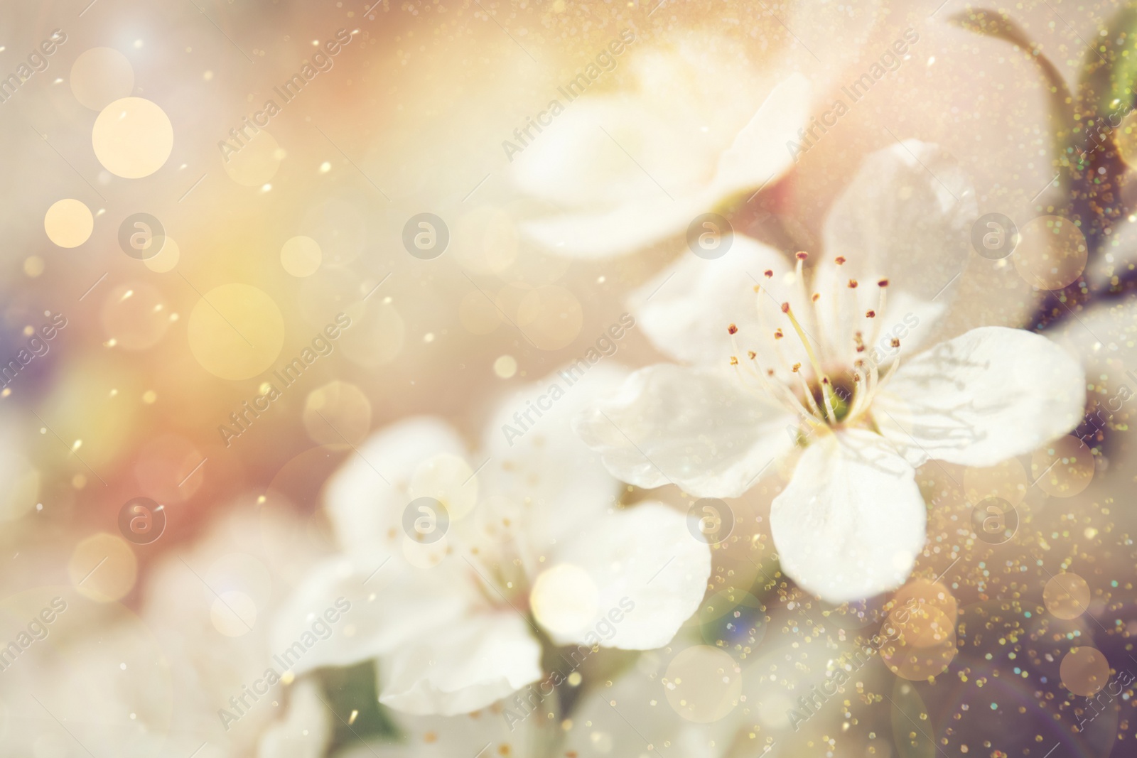 Image of Closeup view of blossoming tree outdoors on spring day