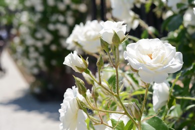 Photo of Beautiful blooming rose bush outdoors, closeup view