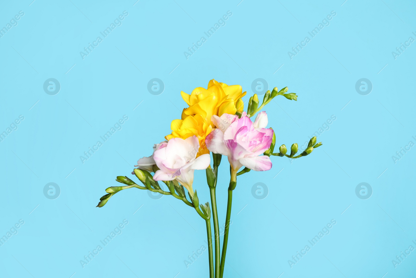 Photo of Beautiful blooming freesias on light blue background