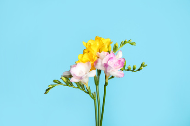 Photo of Beautiful blooming freesias on light blue background