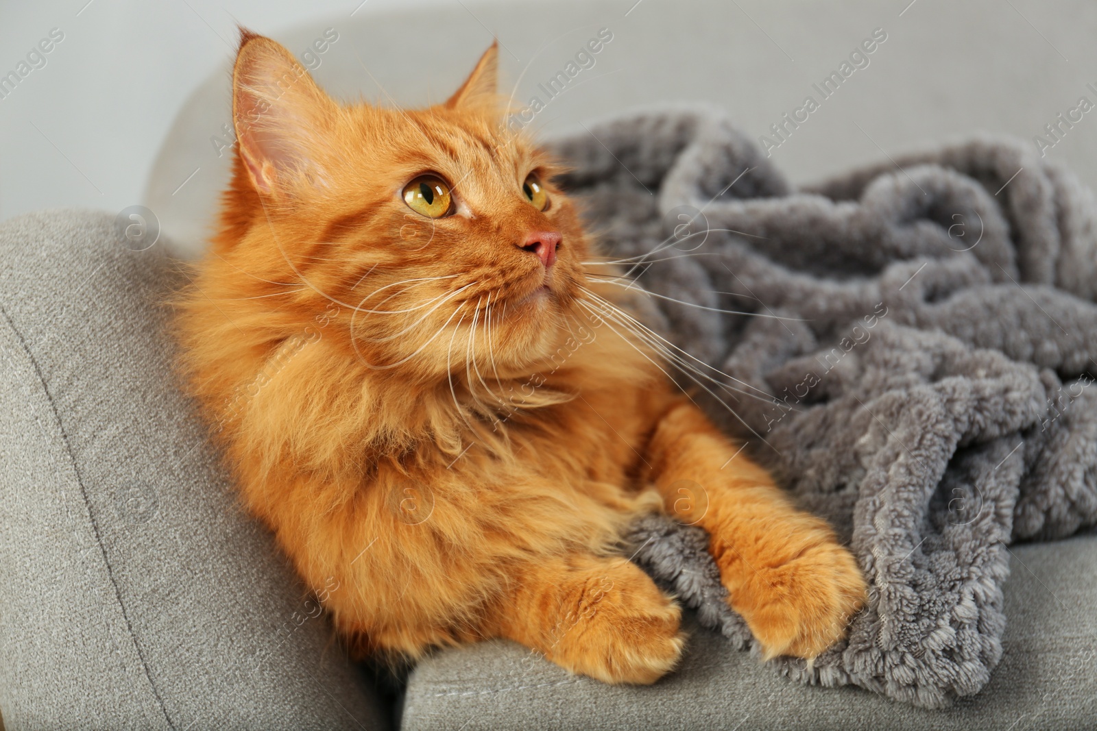 Photo of Adorable red cat under plaid on sofa at home. Cozy winter