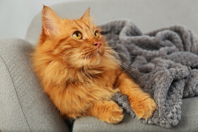 Photo of Adorable red cat under plaid on sofa at home. Cozy winter