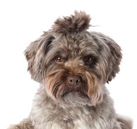 Cute Maltipoo dog on white background. Lovely pet